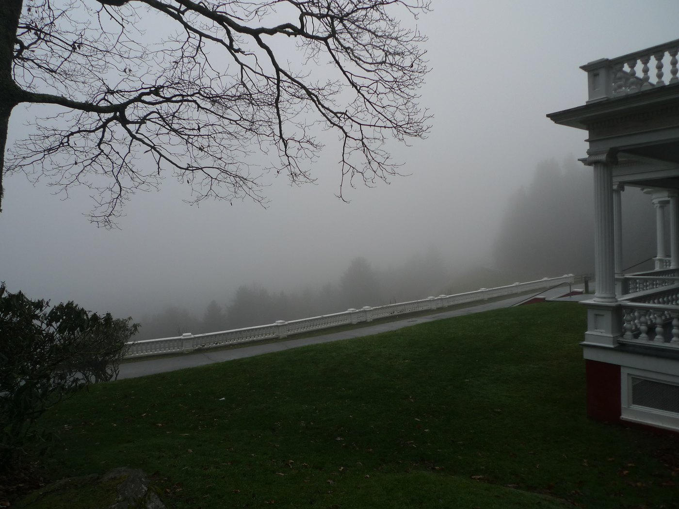 The camera's own JPEG: darker, cooler, the fog gray-green